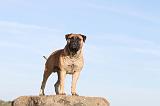 BULLMASTIFF 104